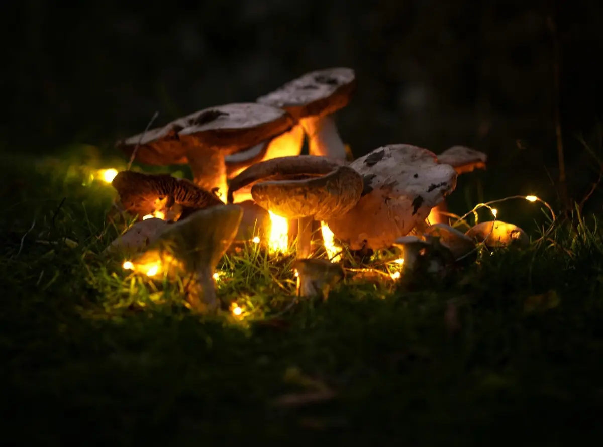 Рекомендації з дозування psilocybin для магічних трюфелів